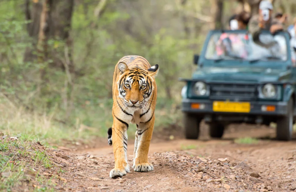 Jaipur to Ranthambore Cab