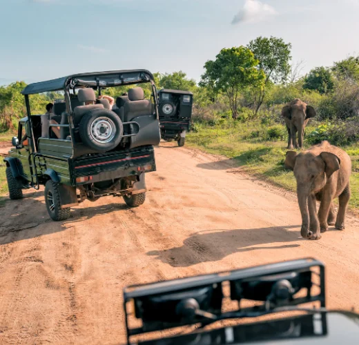 Taxi Service Provider in Ranthambore